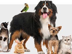 Ascheschmuck für Tiere