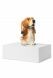 Tierurne 'Normand Basset Hund'